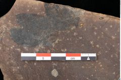 Foto (Detailsansicht) von Quercus palaeoilex Ettingshausen (NHMW-GEO-2024-0188-0761)